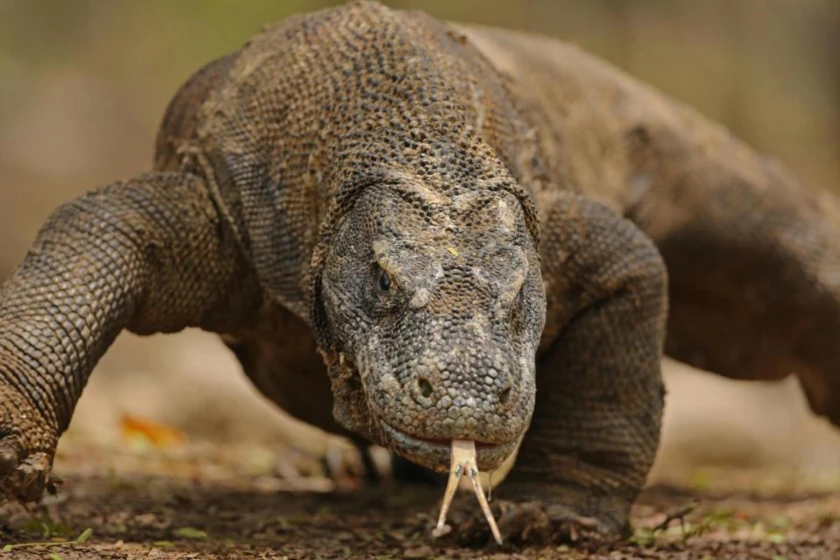 Indonesia con Dragones de Komodo