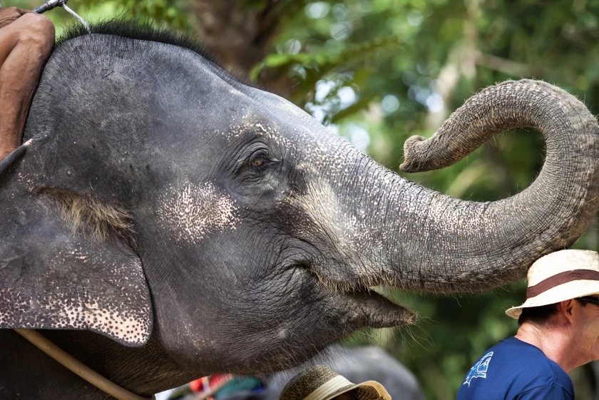 Tailandia y sus elefantes, Koh Chang y Koh Kood