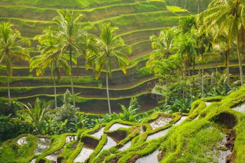Java y Bali